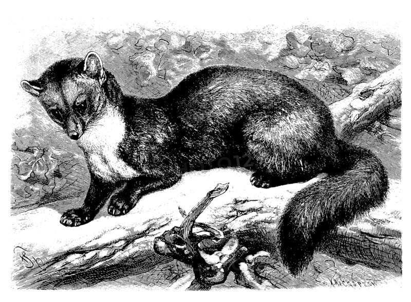Pine Marten Or Noble Marten