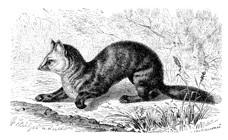 Sable