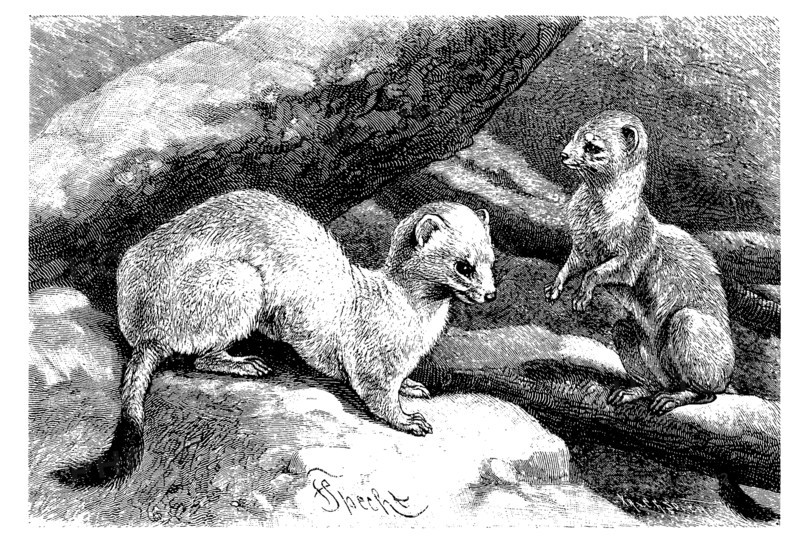 Ermine