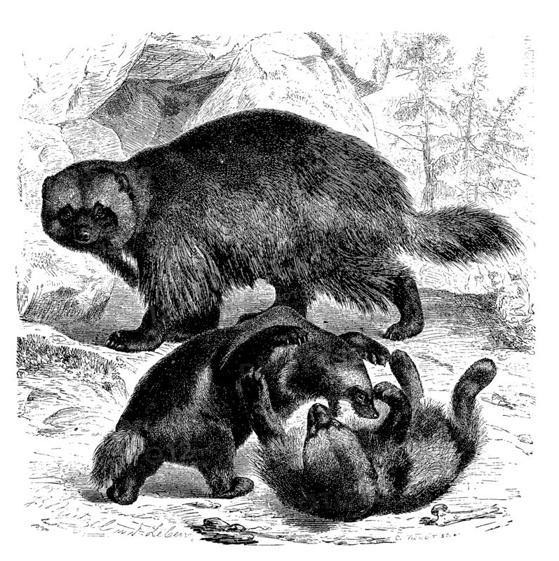 Wolverine