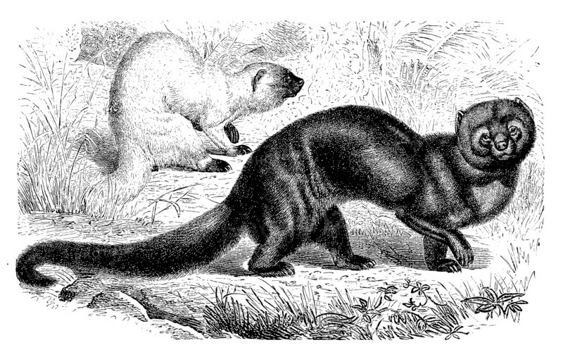 Tayra Or Hyrare