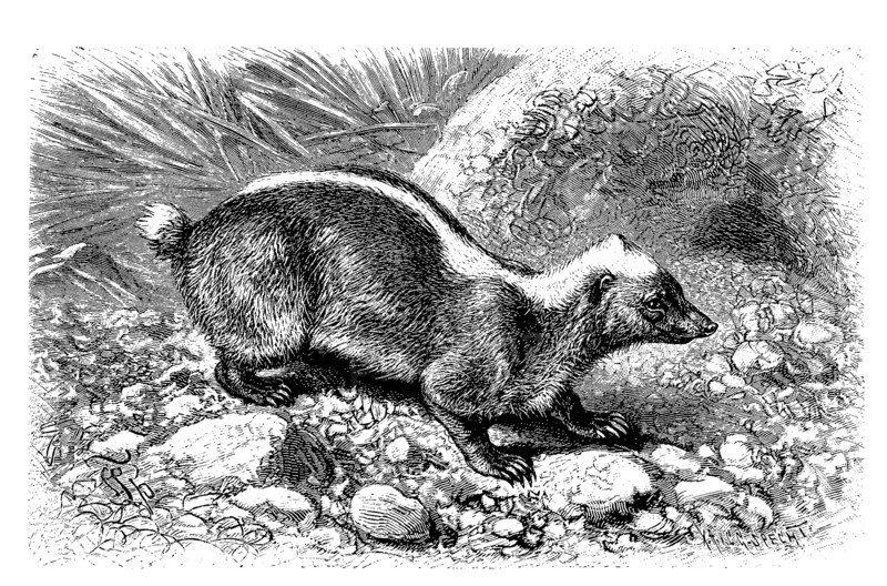 Sunda Stink Badger