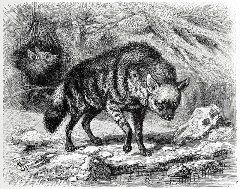Cibethyena