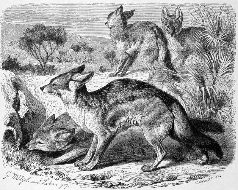 Black-Backed Jackal