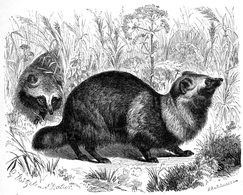 Raccoon Dog