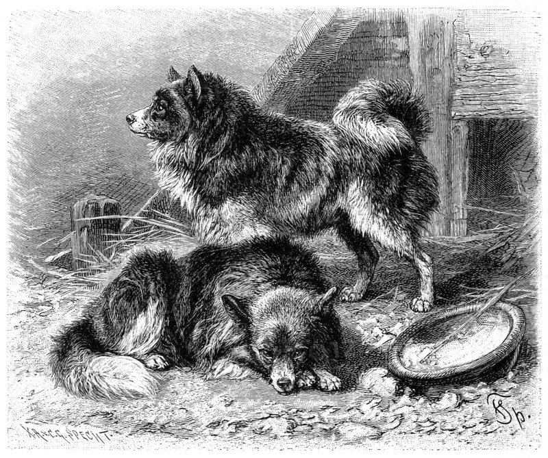 Dog