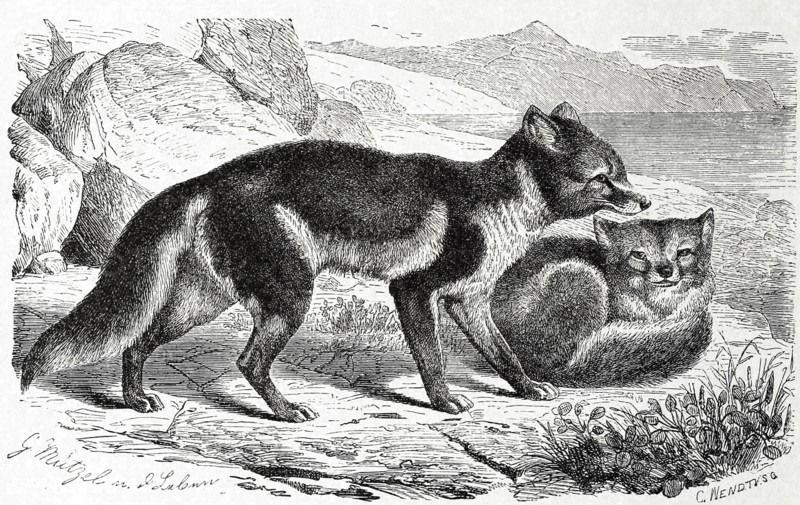 Polar Fox