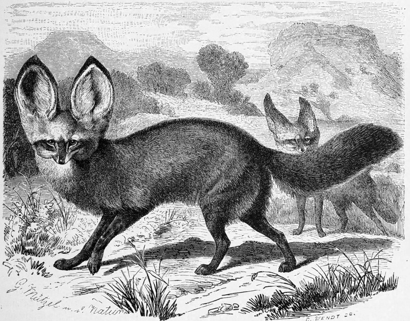 Bat-Eared Fox