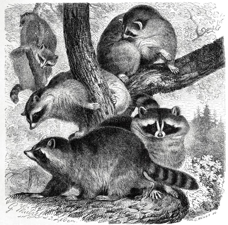 Raccoons