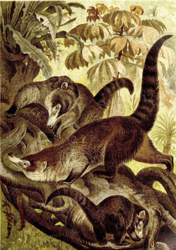 White-Nosed Coati