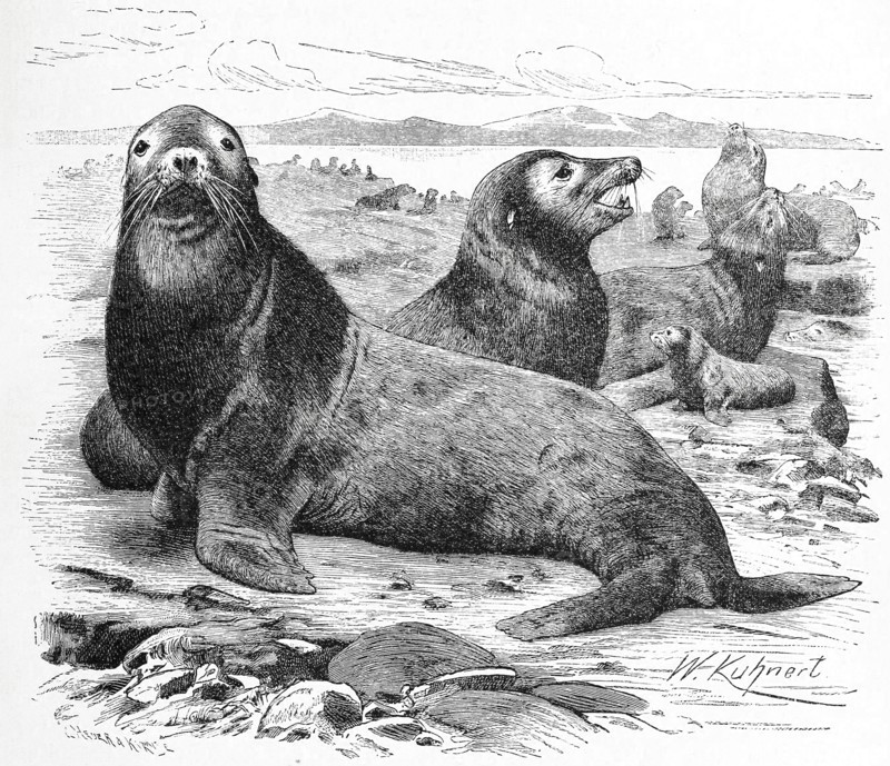 Sea Lion