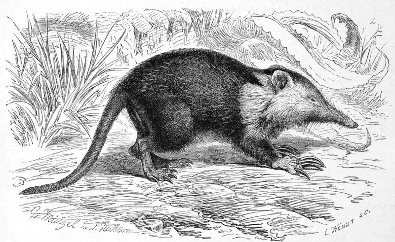 Cuban Slot Weevil Or Almiquí