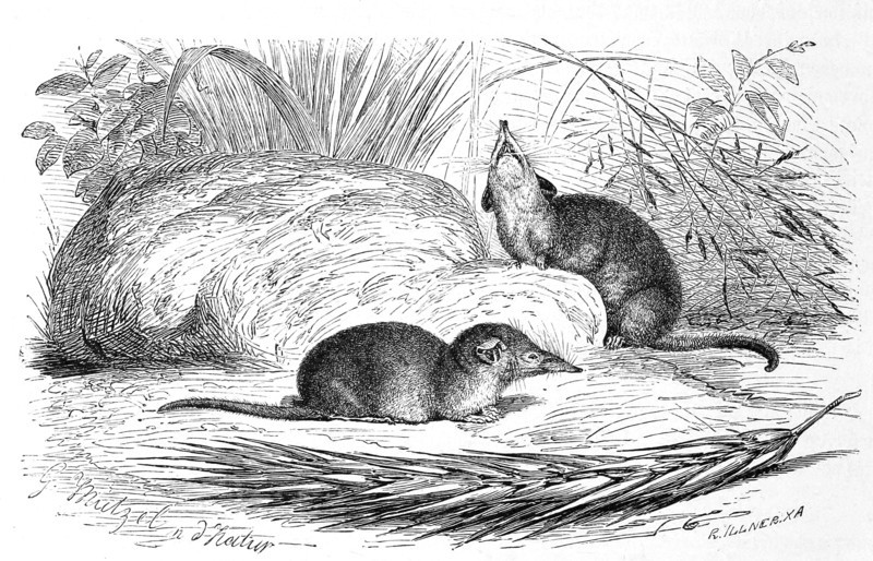 Eyelash Shrew