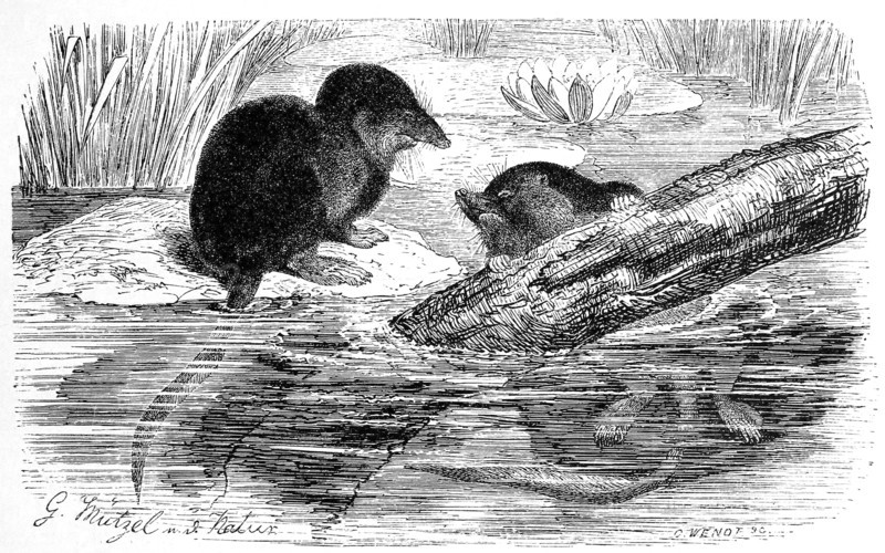 Water Shrew