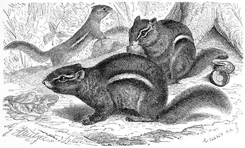Striped Chipmunk