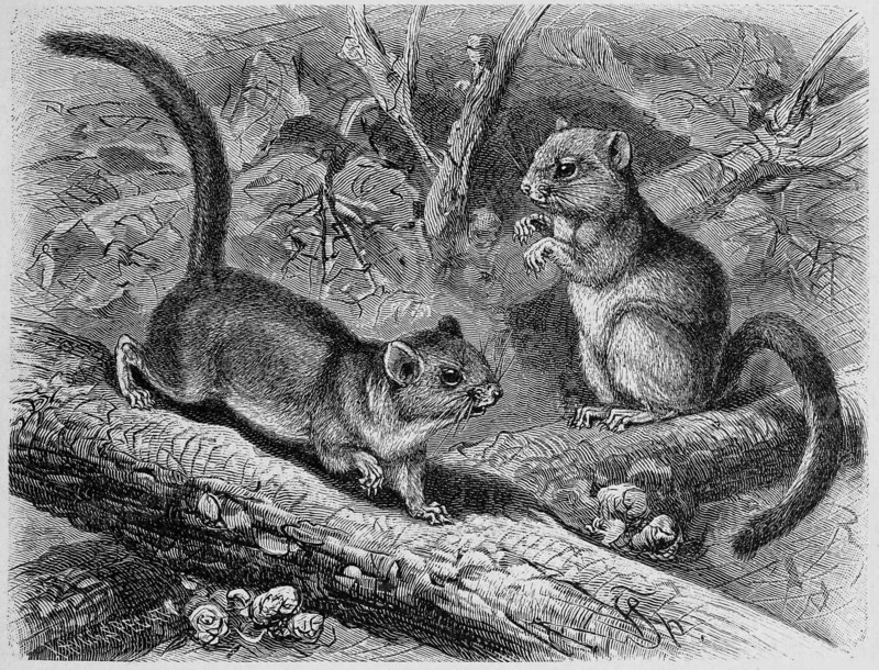 Dormouse
