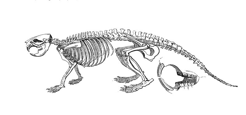 European Beavers