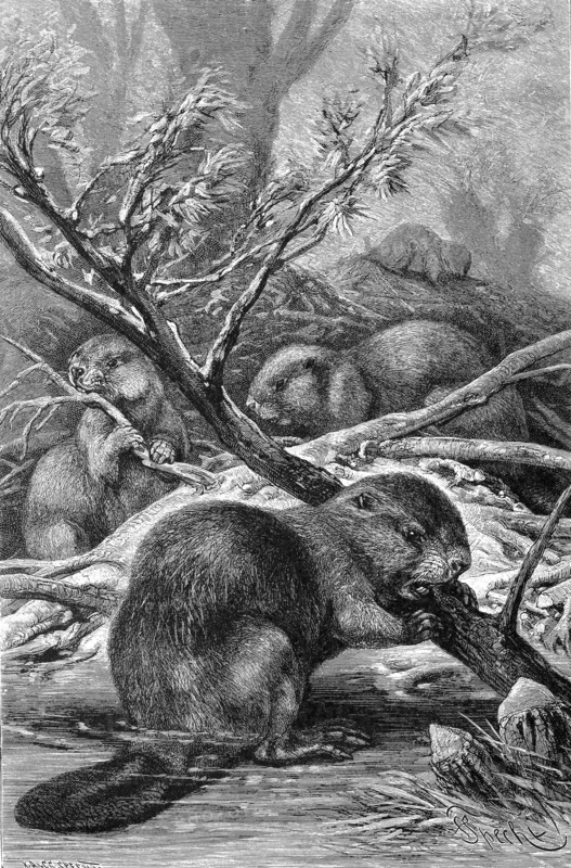 European Beavers
