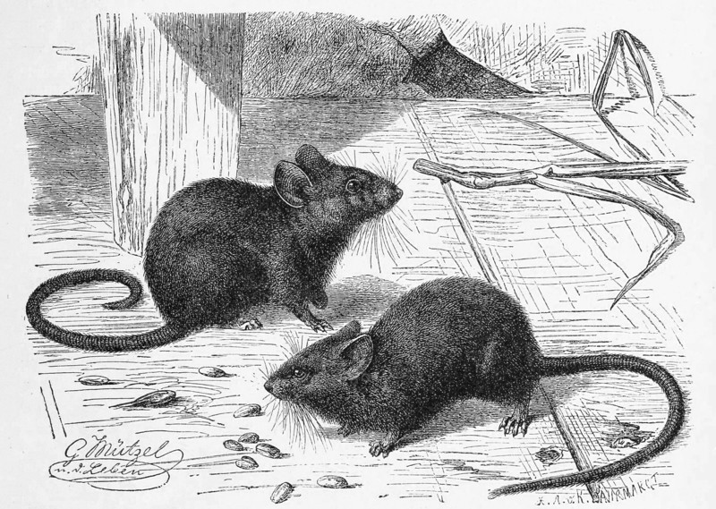 House Mouse