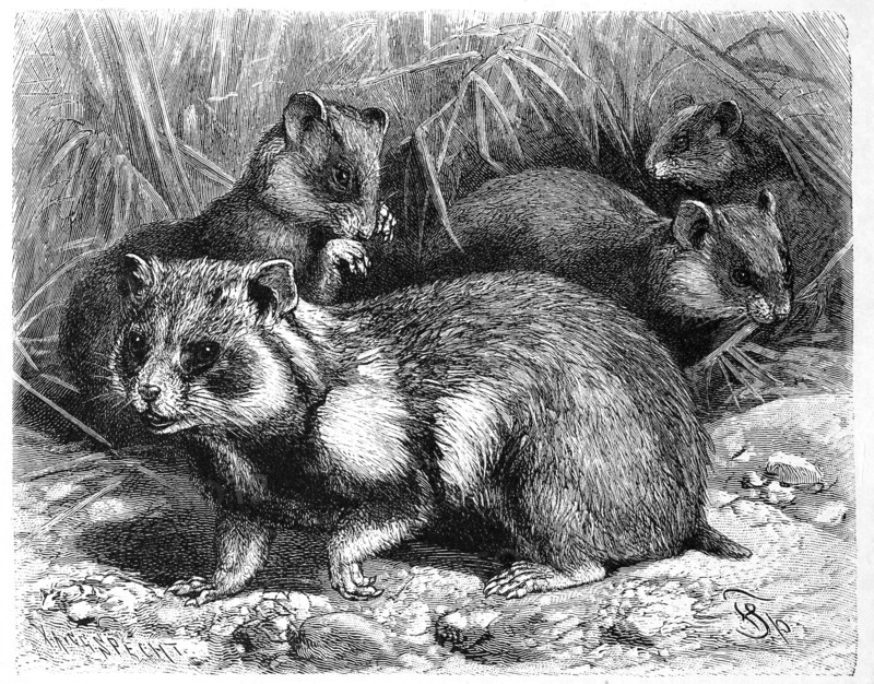 Field Hamster