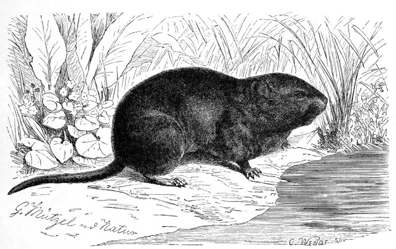 Nutria