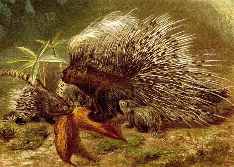 Common Porcupine