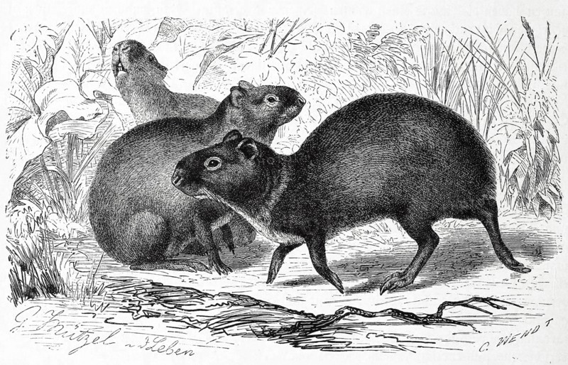 Agouti