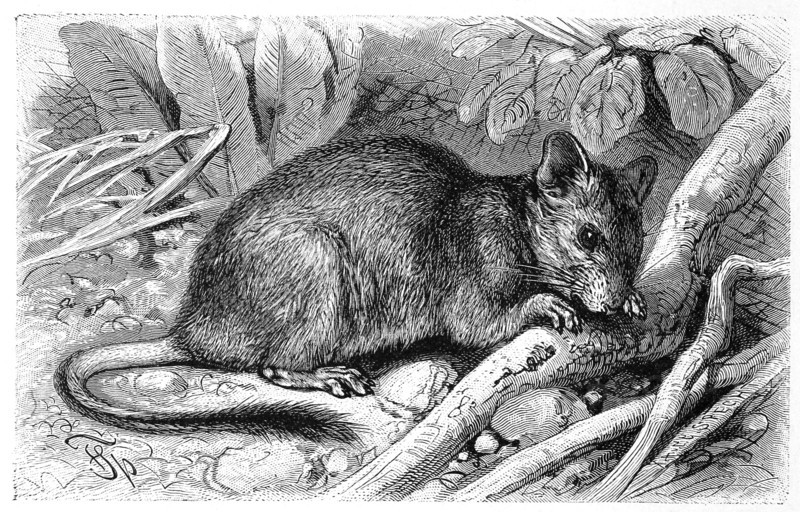 Degu