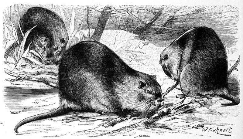Nutria