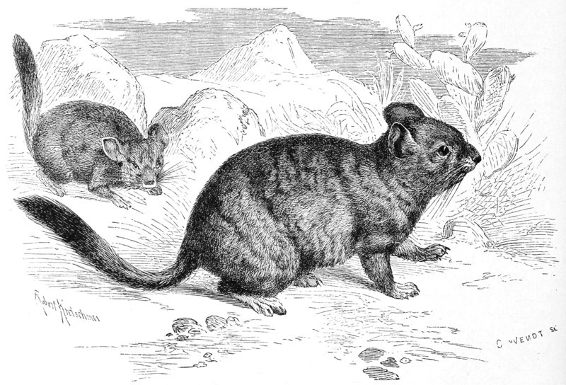 Long Tailed Chinchilla