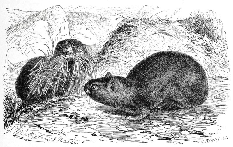 Alpine Pika