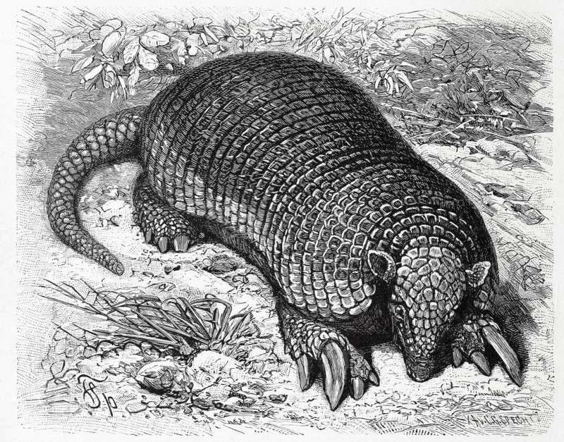 Giant Armadillo