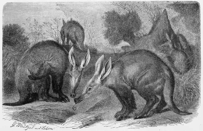 Aardvark