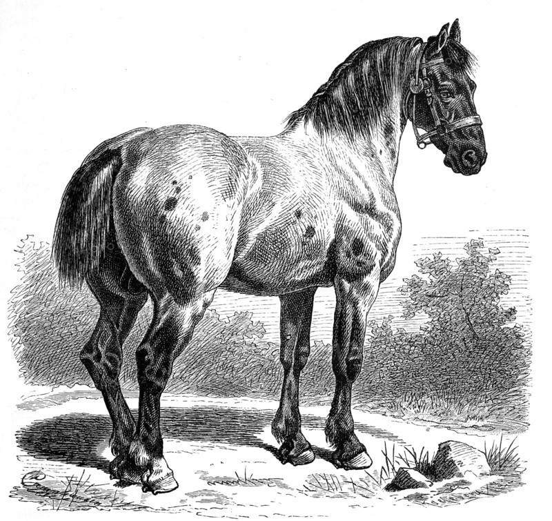 Percheron Is A Breed Of Draft Horse That Originated In The Huisne River Valley In Western France