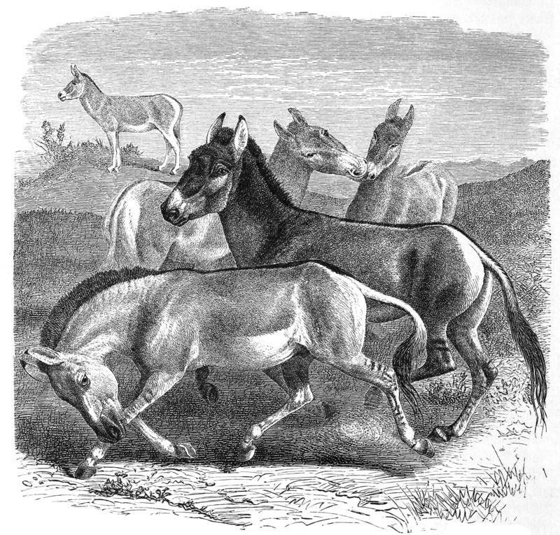 Kulan