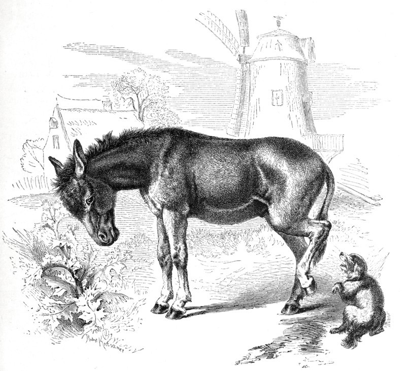 African Donkeys