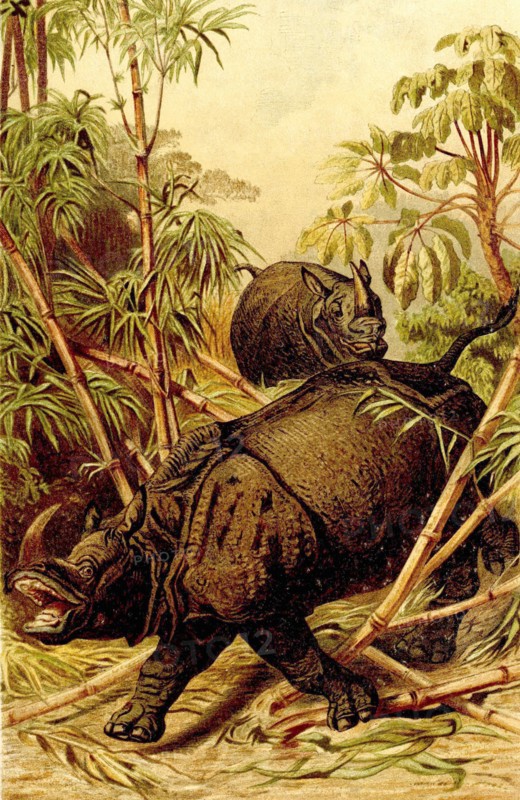 Indian Rhino