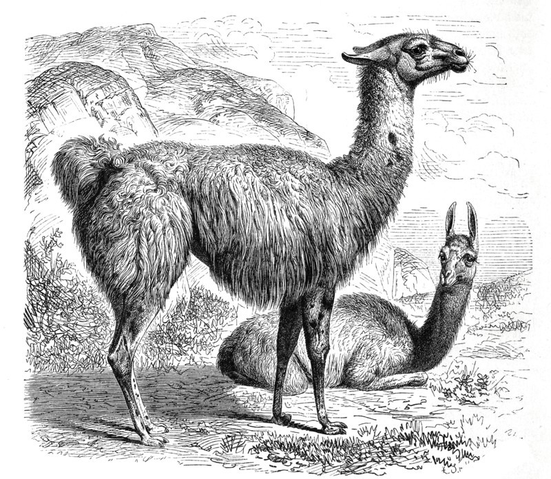 Lama