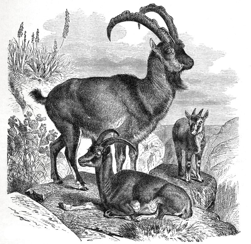 Wild Goat