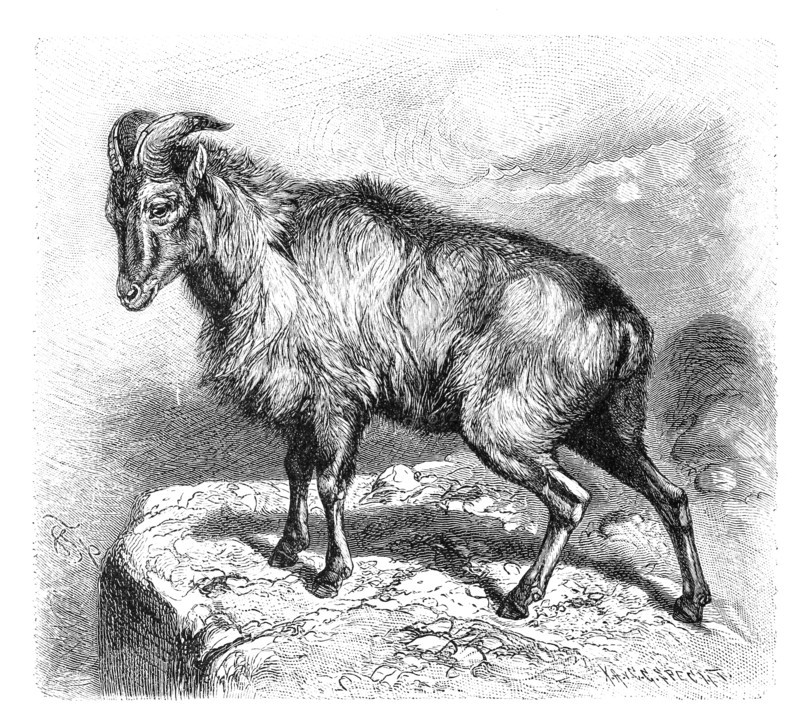 Himalayan Tahr