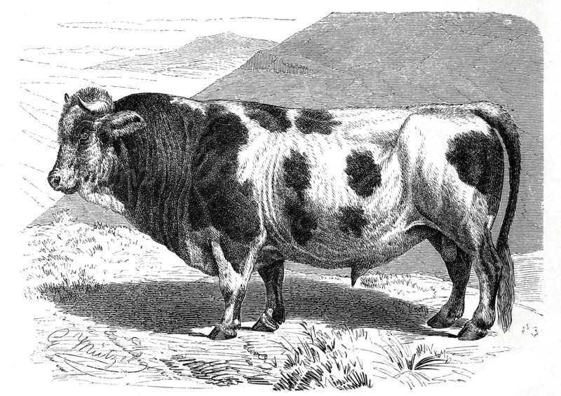 Freiburg Beef