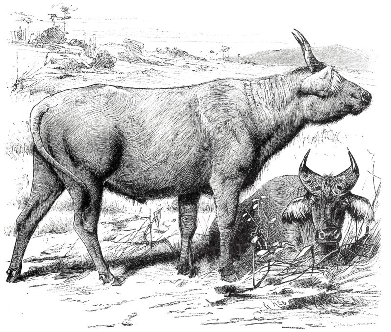 Red Buffalo