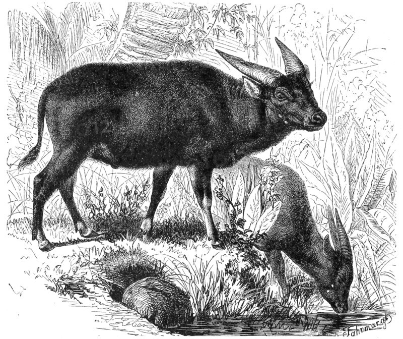 Anoa
