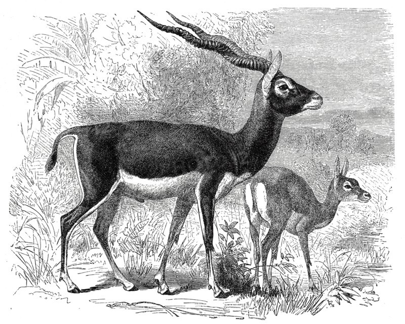 Blackbuck Antelope