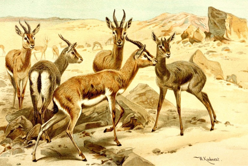 Gazelle