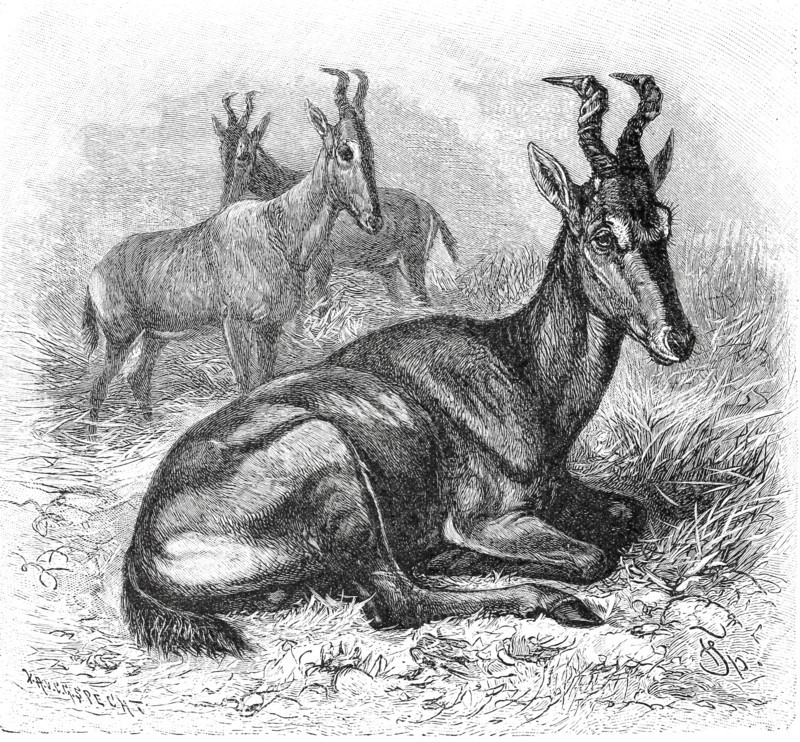 Hartebeest