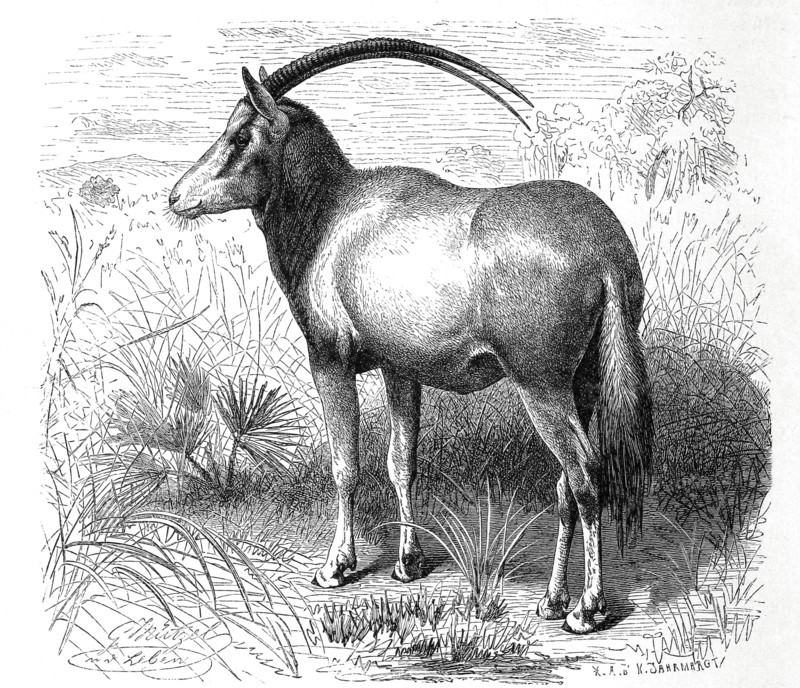 Sable Antelope