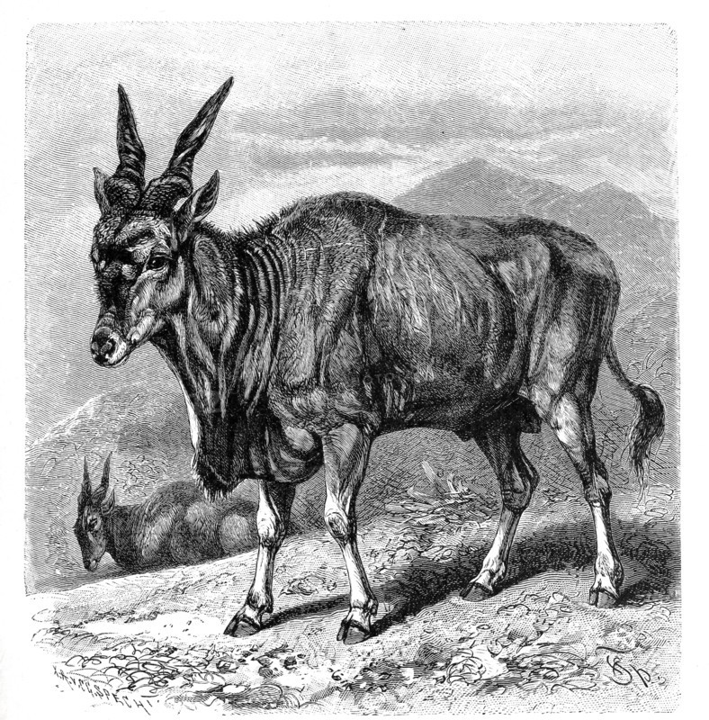 Eland
