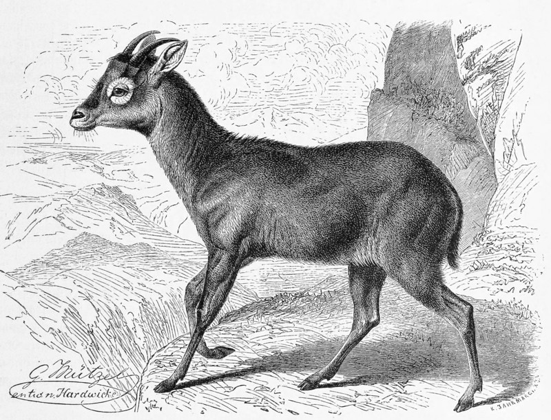Gray Goral