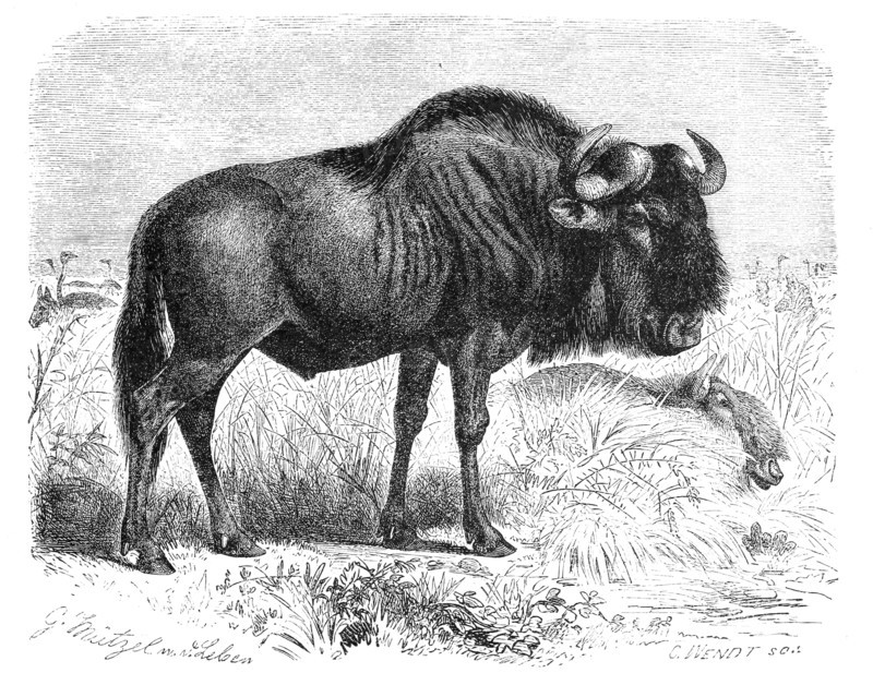 Blue Wildebeest